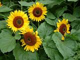 Sunflowers group 